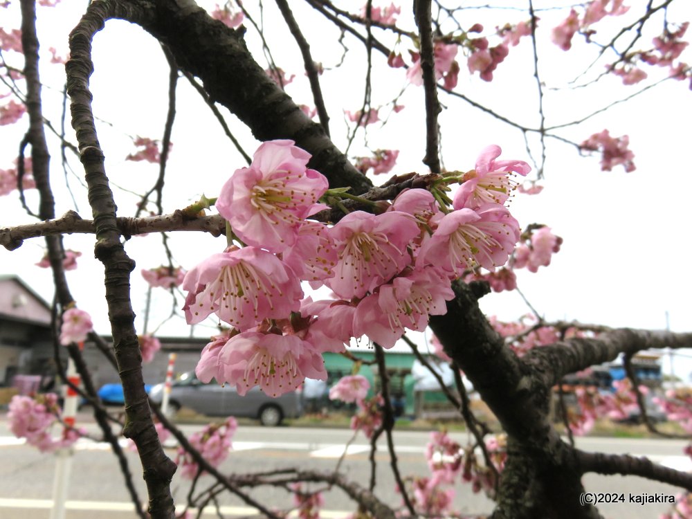 新発田市「道の駅加治川」の桜 2024(3/28)