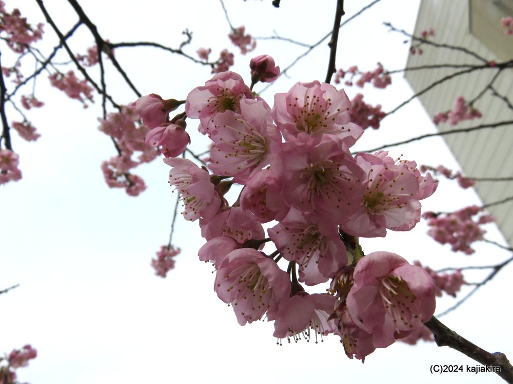 新発田市「道の駅加治川」の桜 2024(3/28)