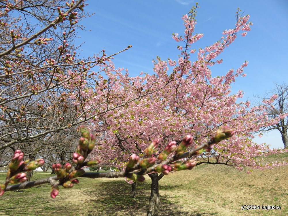 新発田市・加治川治水記念公園の桜 2024(4/5)