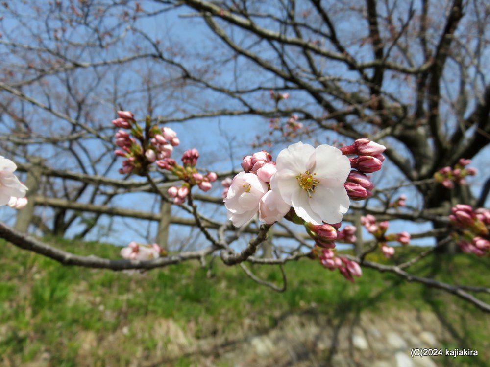 新発田市・加治川治水記念公園の桜 2024(4/6)