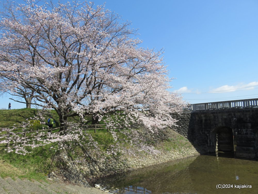 新発田市・加治川治水記念公園の桜 2024(4/10)
