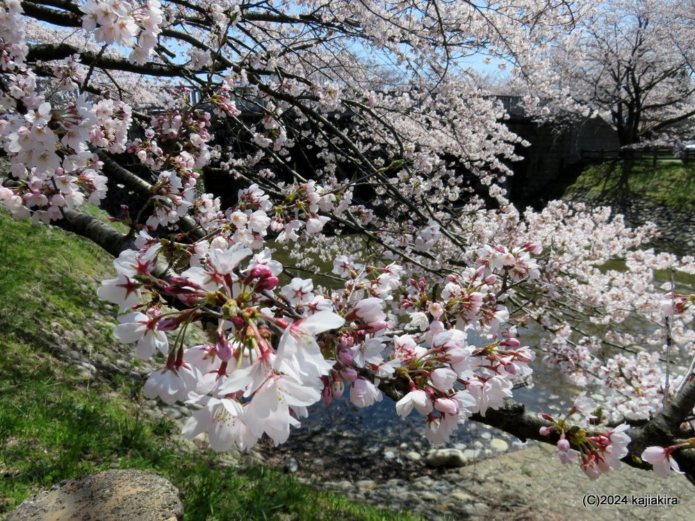 新発田市・加治川治水記念公園の桜 2024(4/10)