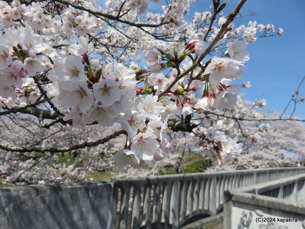 新発田市・加治川治水記念公園の桜 2024(4/10)