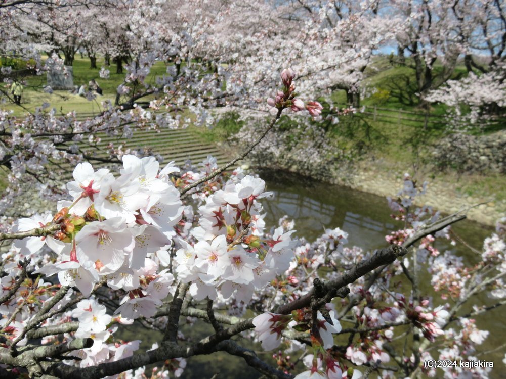 新発田市・加治川治水記念公園の桜 2024(4/10)