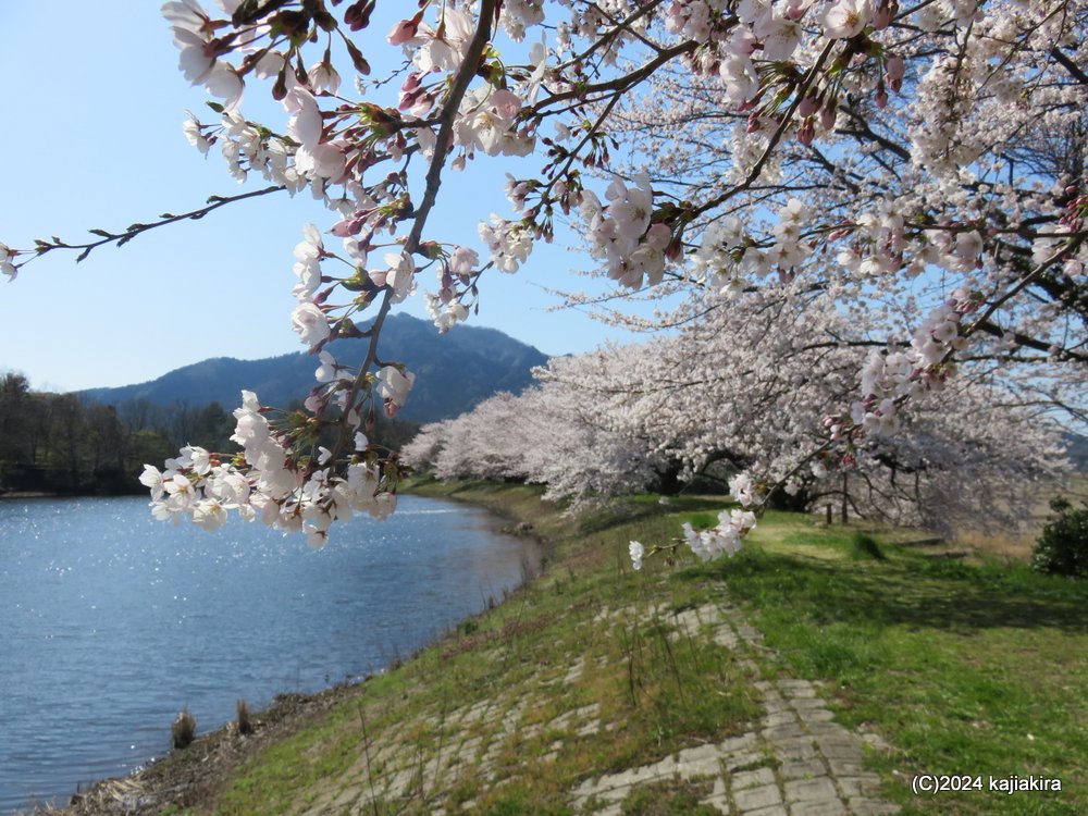 新潟市西蒲区・仁箇堤の桜 2024(4/12)