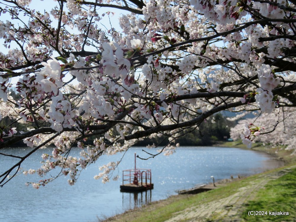 新潟市西蒲区・仁箇堤の桜 2024(4/12)