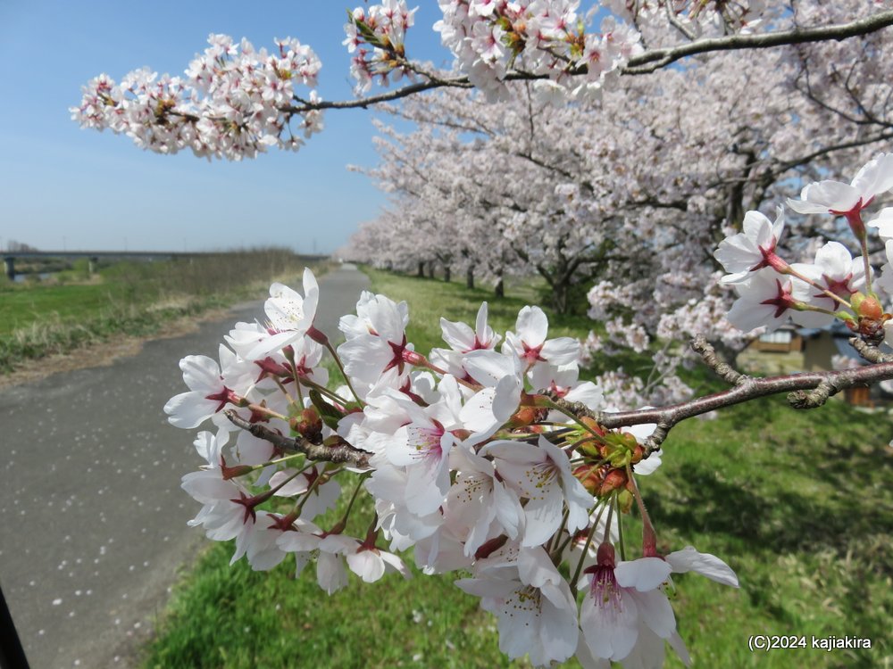F５０号は新品フレーム付き。山桜、貴志川風景 7月7日までの販売 になります。 ニコン Nikon Z8 with NIKKOR Z 24-70mm f/2.8 S ／ 奈良 天川村