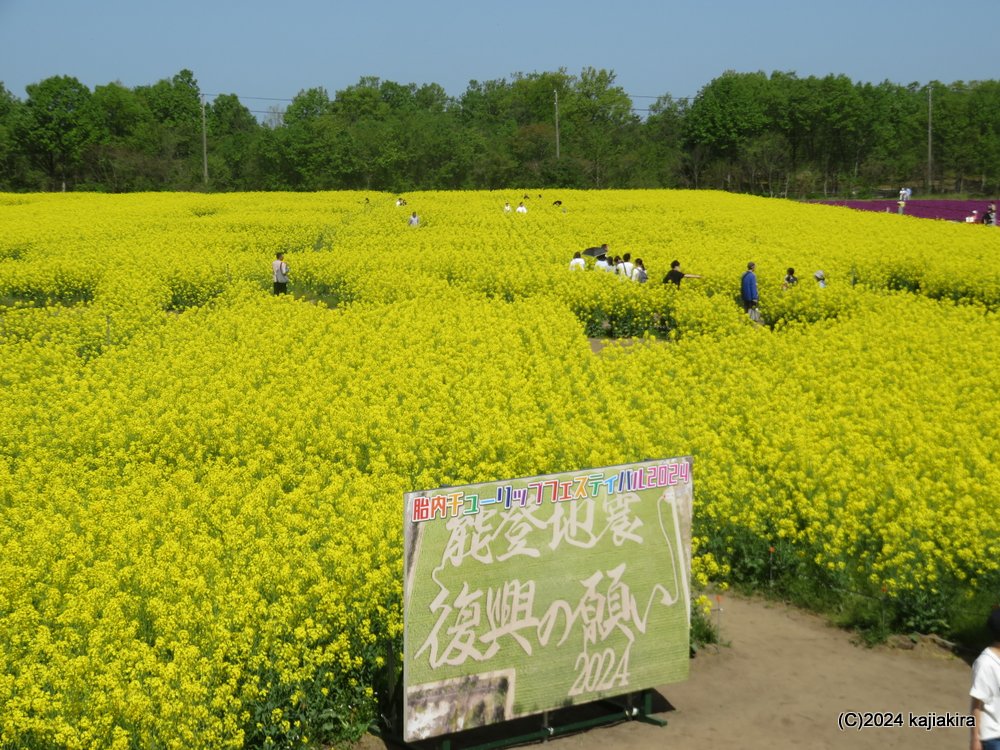 胎内市チューリップフェスティバル 2024(4/28)
