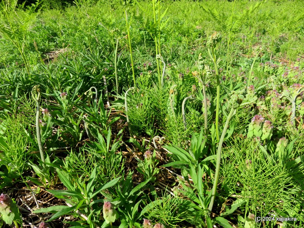 胎内市大長谷「大長谷観光わらび園」に初めて行ってきました