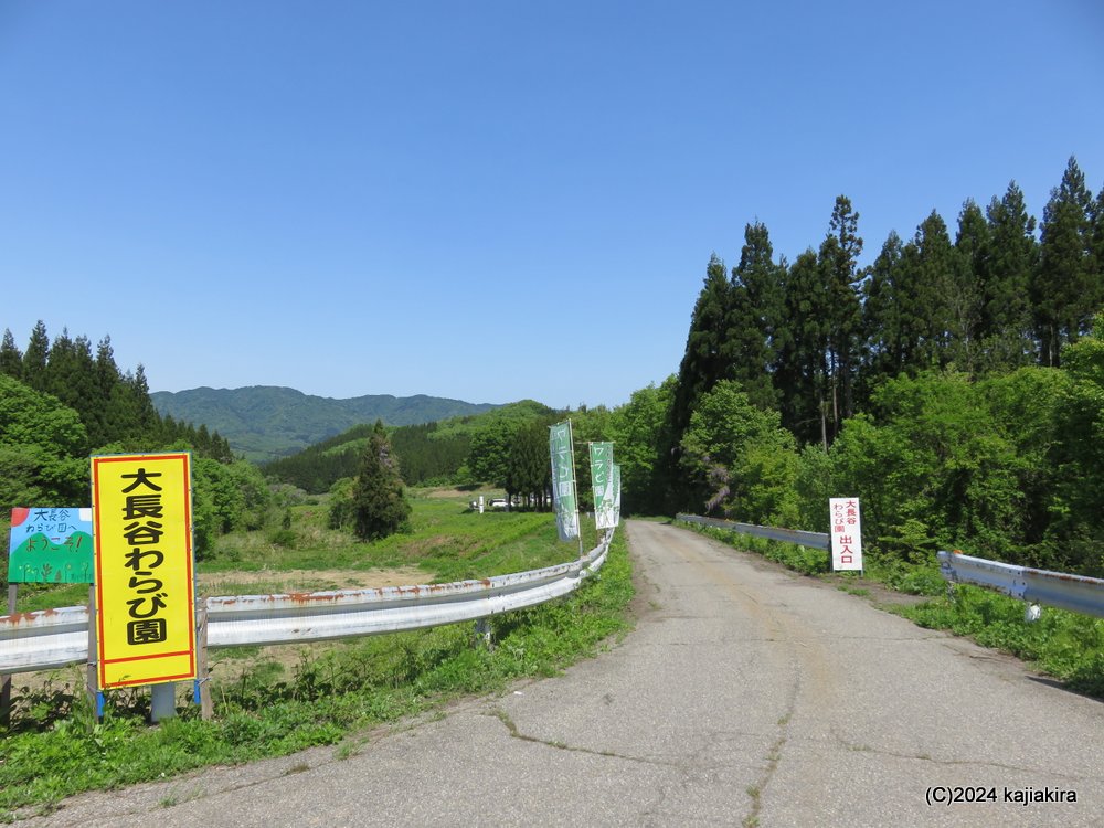 胎内市大長谷「大長谷観光わらび園」に初めて行ってきました