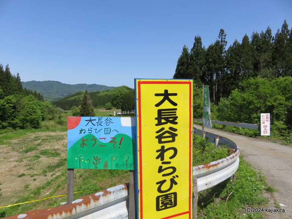 胎内市大長谷「大長谷観光わらび園」に初めて行ってきました