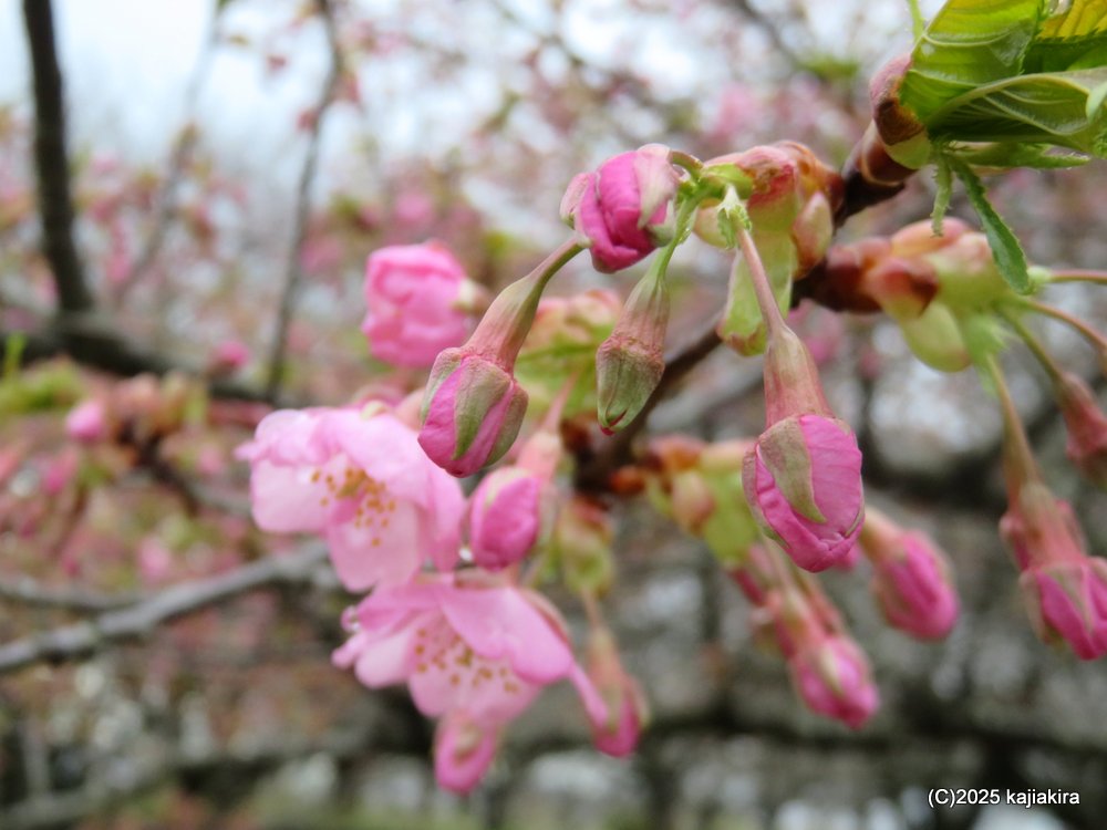 聖籠町・加治川堤防に植樹された早咲きの桜 2025(4/02)