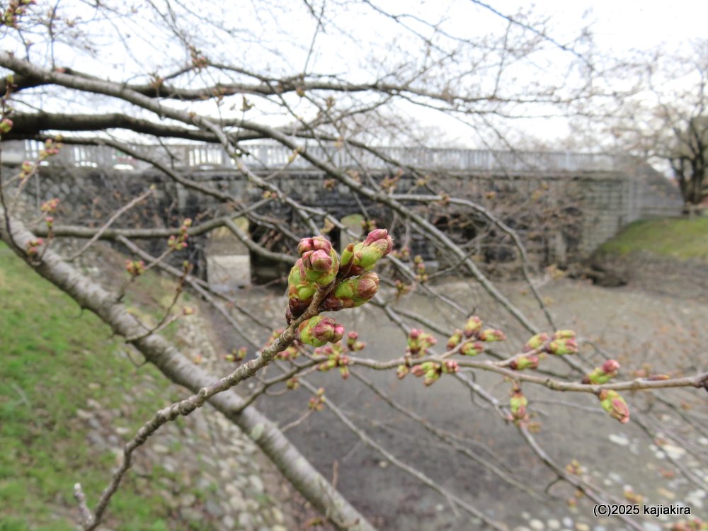 聖籠町・加治川堤防に植樹された早咲きの桜 2025(4/02)