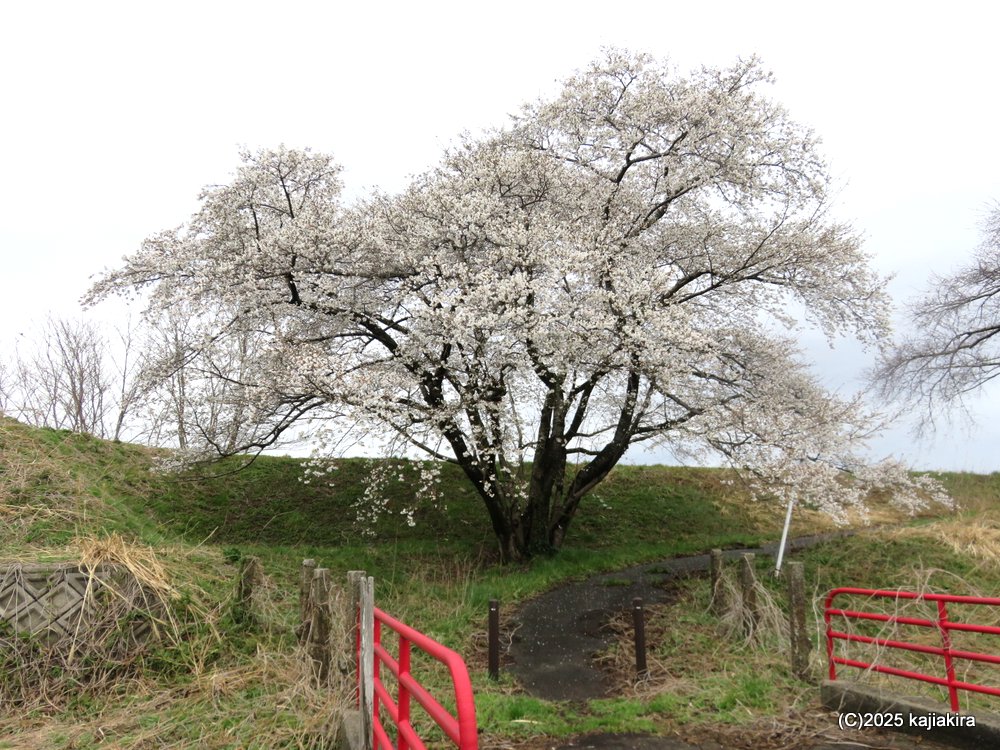 聖籠町・加治川堤防に植樹された早咲きの桜 2025(4/02)