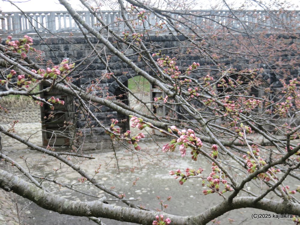 新発田市「加治川治水記念公園」早咲きの桜 2025(4/06)