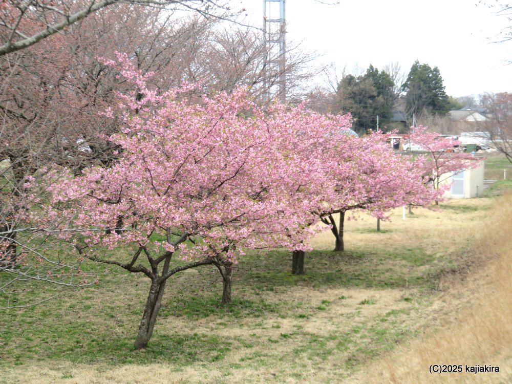 新発田市「加治川治水記念公園」早咲きの桜 2025(4/06)