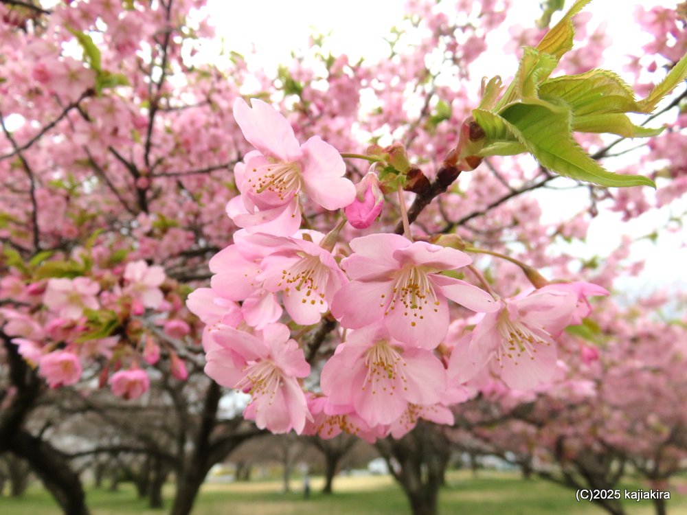 新発田市「加治川治水記念公園」早咲きの桜 2025(4/06)