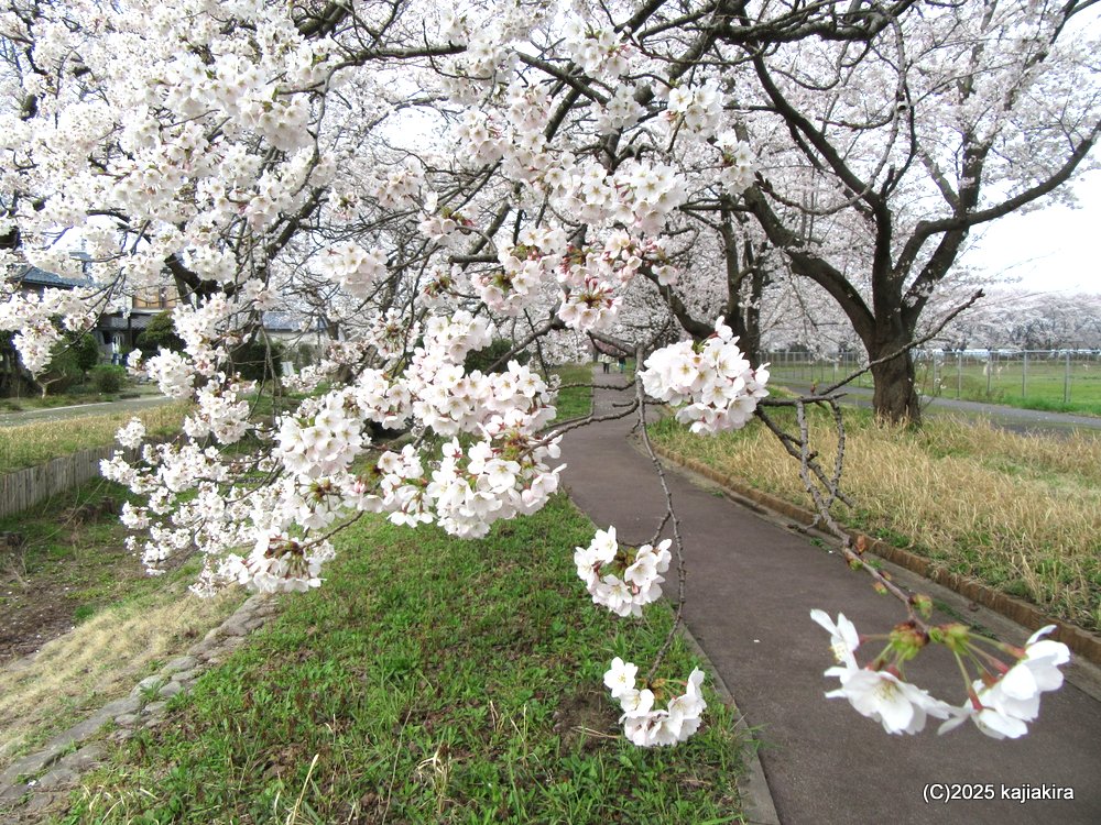新発田市「加治川治水記念公園」遊歩道側の桜も見頃 2025(4/11)