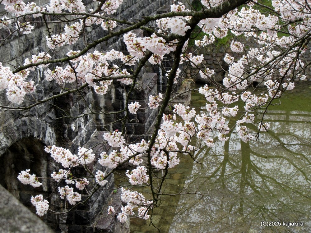 新発田市「加治川治水記念公園」満開の桜 2025(4/12)
