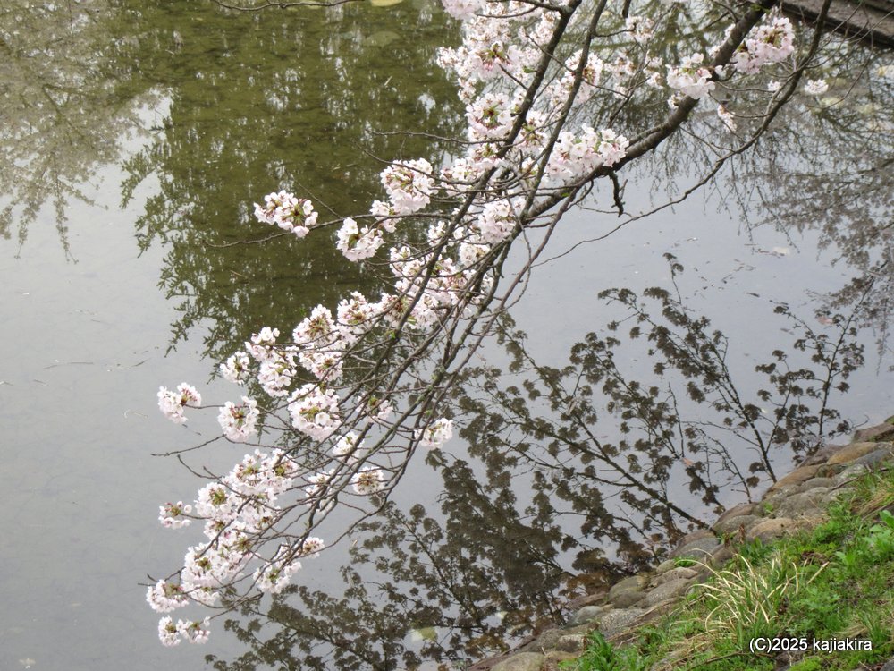 新発田市「加治川治水記念公園」満開の桜 2025(4/12)