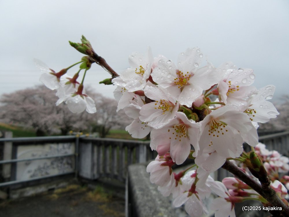 新発田市「加治川治水記念公園」満開の桜 2025(4/12)