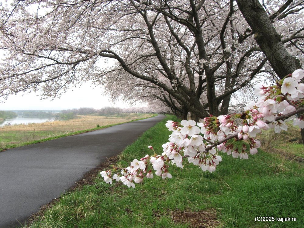 新発田市「加治川治水記念公園」満開の桜 2025(4/12)