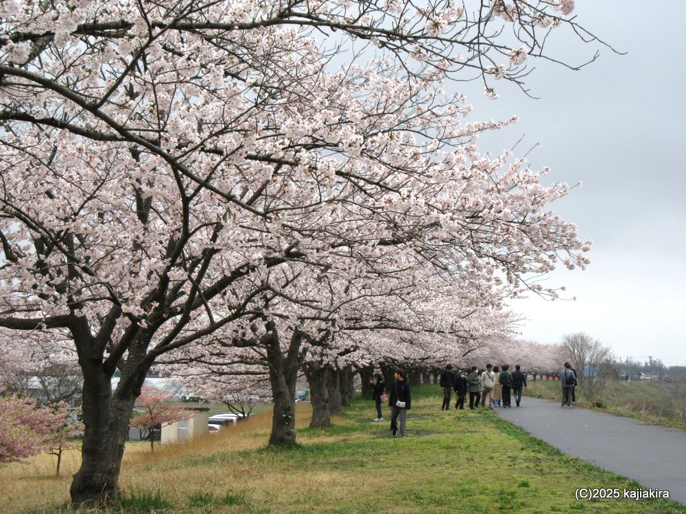 新発田市「加治川治水記念公園」満開の桜 2025(4/12)