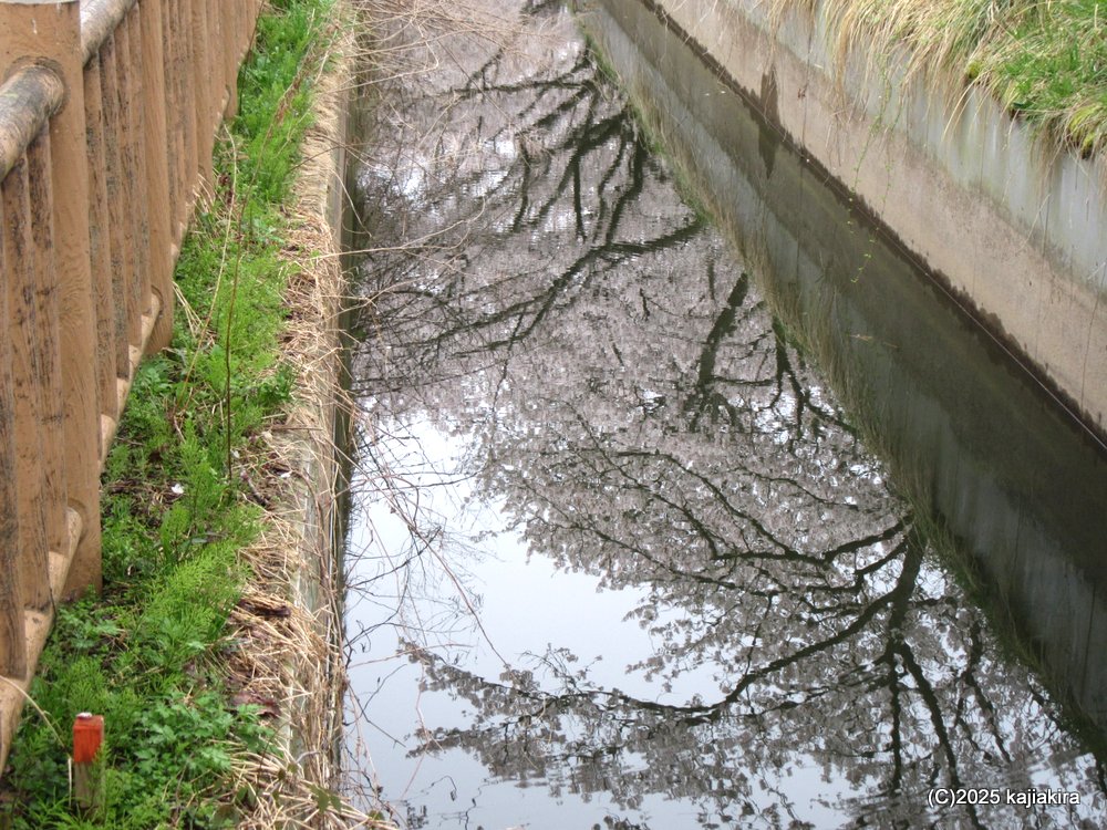 新発田市「加治川治水記念公園」満開の桜 2025(4/12)