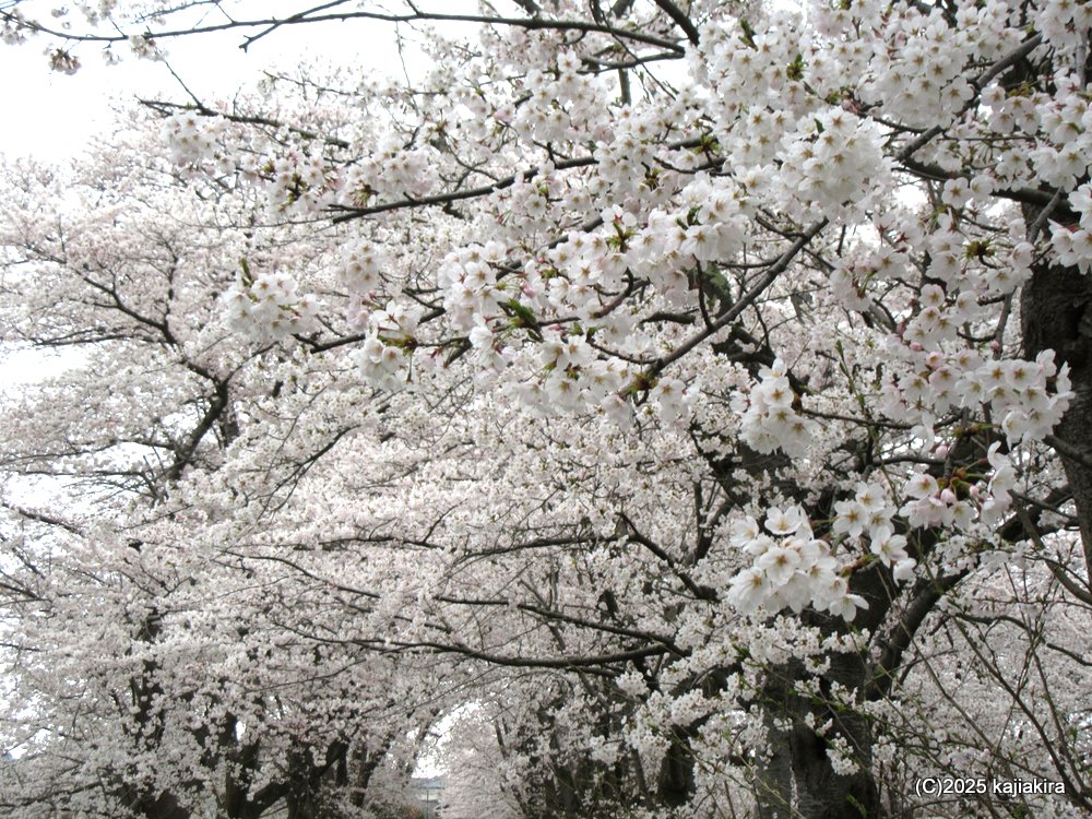 新発田市「加治川治水記念公園」満開の桜 2025(4/12)