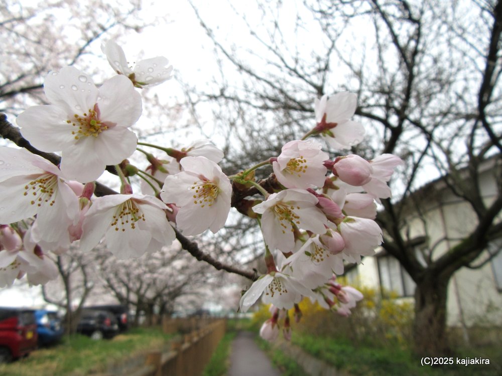 新発田市「加治川治水記念公園」満開の桜 2025(4/12)