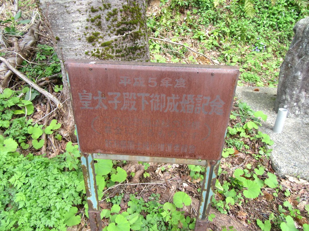 新発田市小国谷、小桜峠入口付近の桜 2025(4/12)