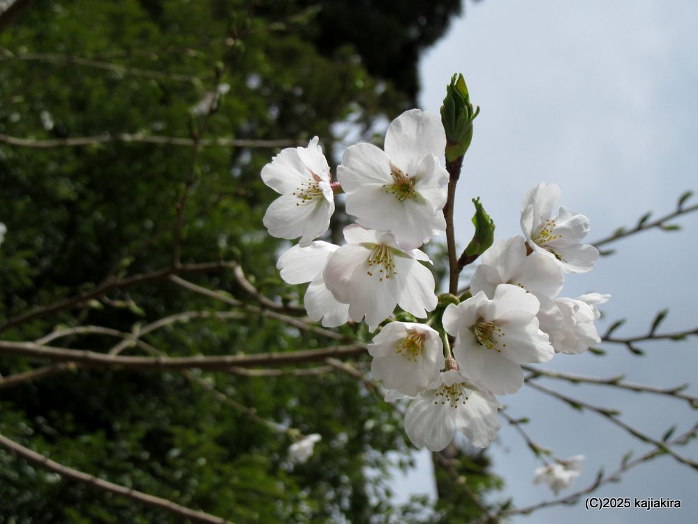  新発田市小国谷、小桜峠入口付近の桜2025(4/12)