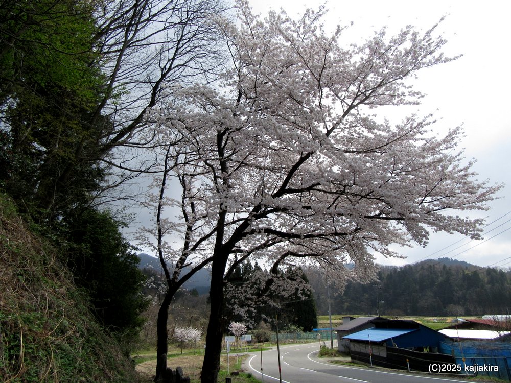 新発田市小国谷、小桜峠入口付近の桜2025(4/12)