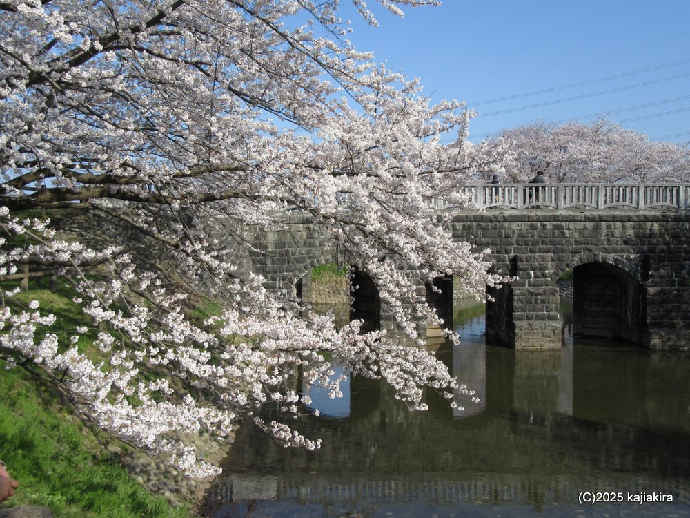 新発田市「加治川治水記念公園」満開の桜 2025(4/12)