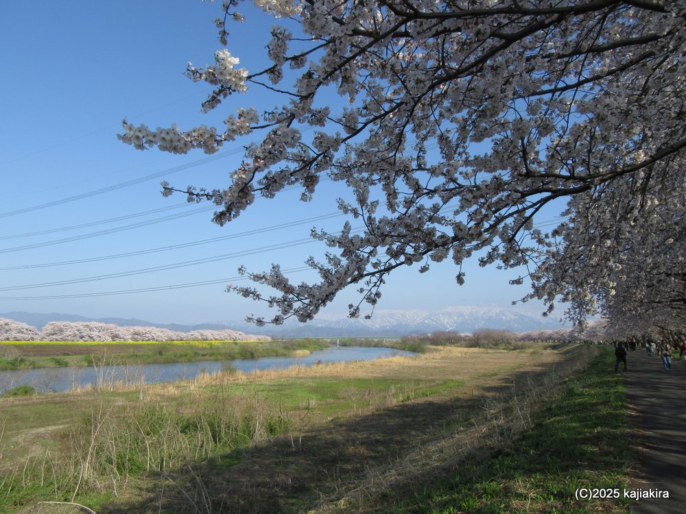 新発田市「加治川治水記念公園」満開の桜 2025(4/12)