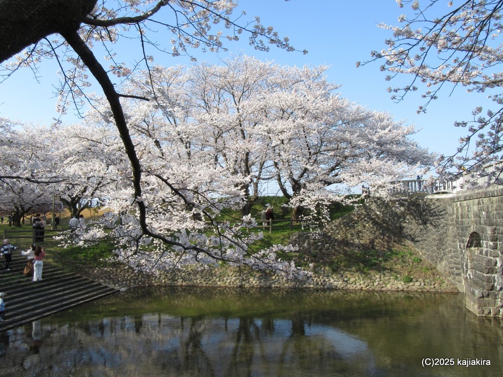 新発田市「加治川治水記念公園」満開の桜 2025(4/12)