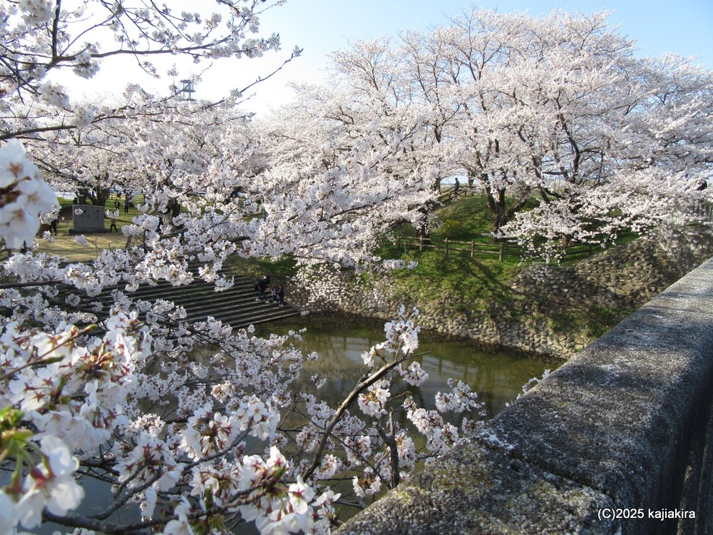 新発田市「加治川治水記念公園」満開の桜 2025(4/12)