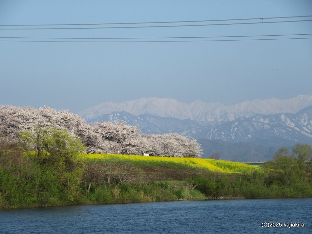 新発田市「加治川治水記念公園」満開の桜 2025(4/12)