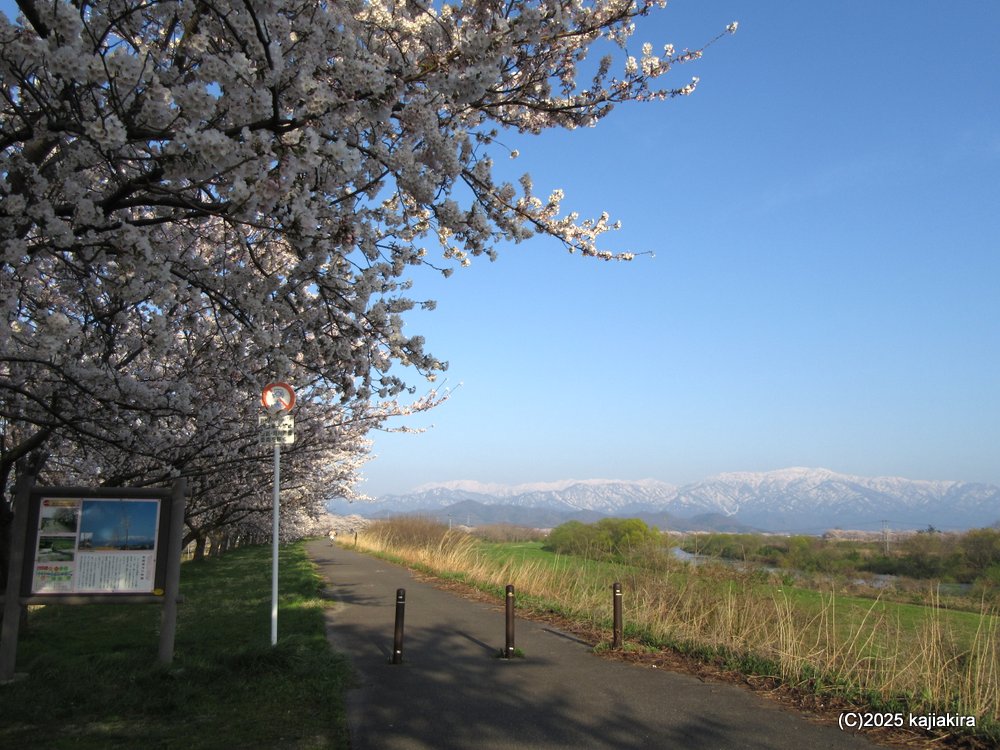 新発田市「加治川治水記念公園」満開の桜 2025(4/12)