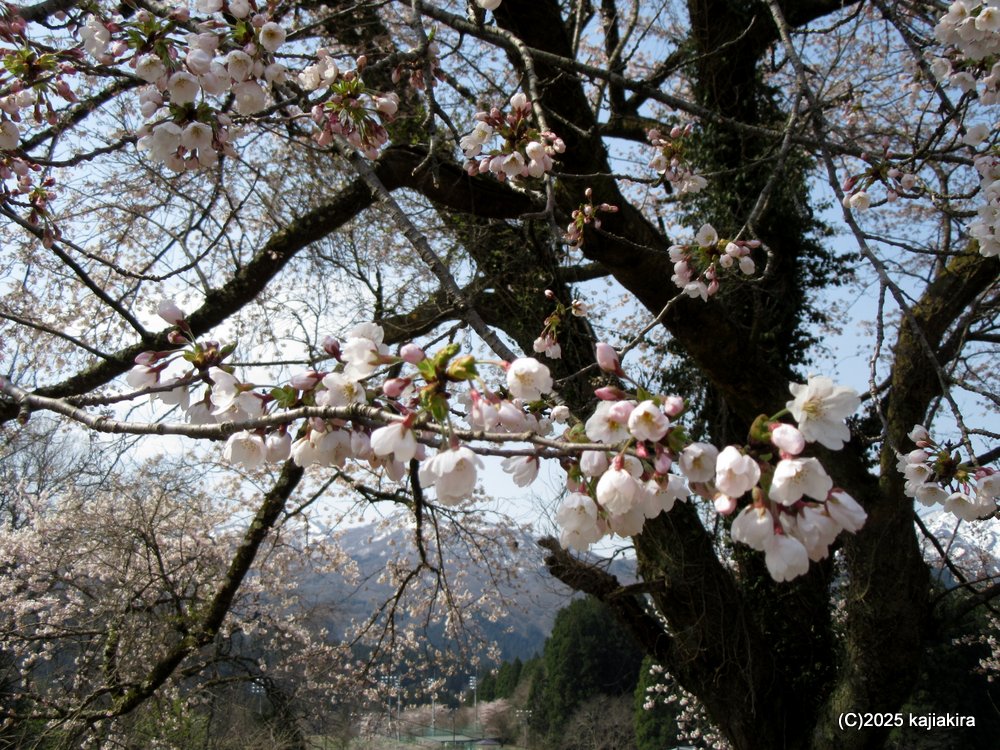 阿賀町「黒岩の夫婦桜」 2025(4/17)