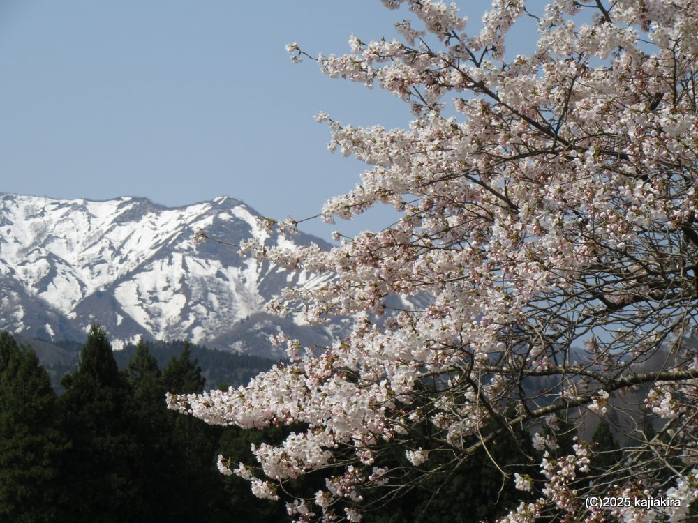 阿賀町「黒岩の夫婦桜」 2025(4/17)