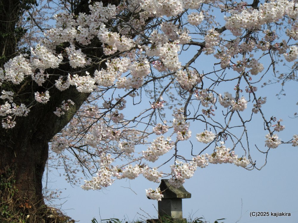 阿賀町「黒岩の夫婦桜」 2025(4/17)