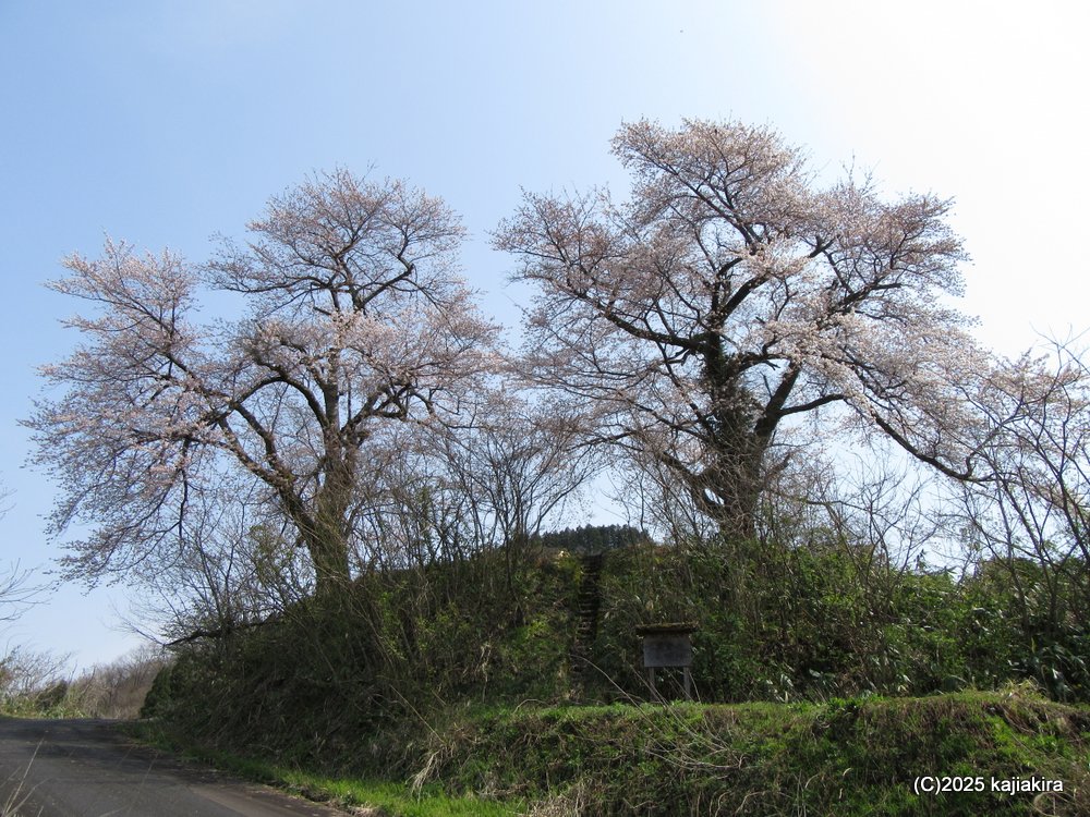 阿賀町「黒岩の夫婦桜」 2025(4/17)
