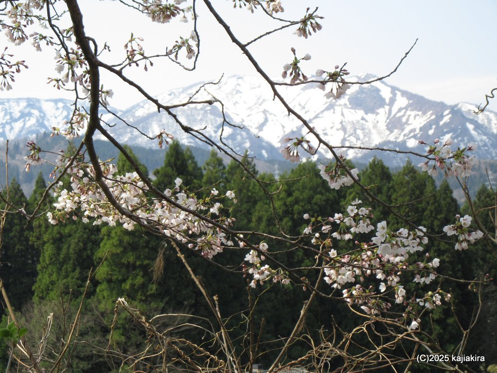 阿賀町「黒岩の夫婦桜」 2025(4/17)