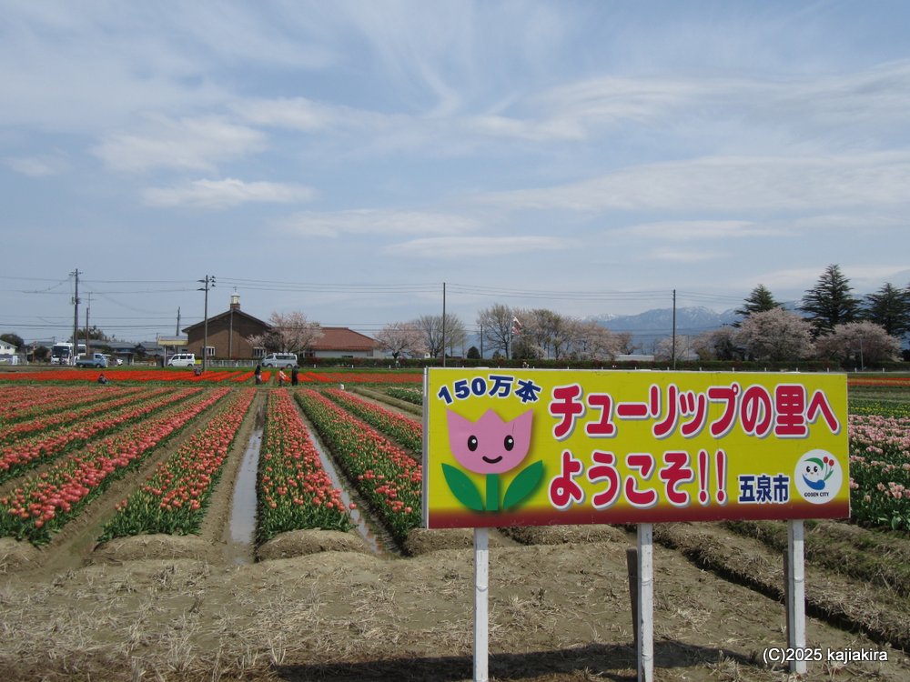 五泉市チューリップまつりと「五泉八幡宮」参拝 2025(4/17)