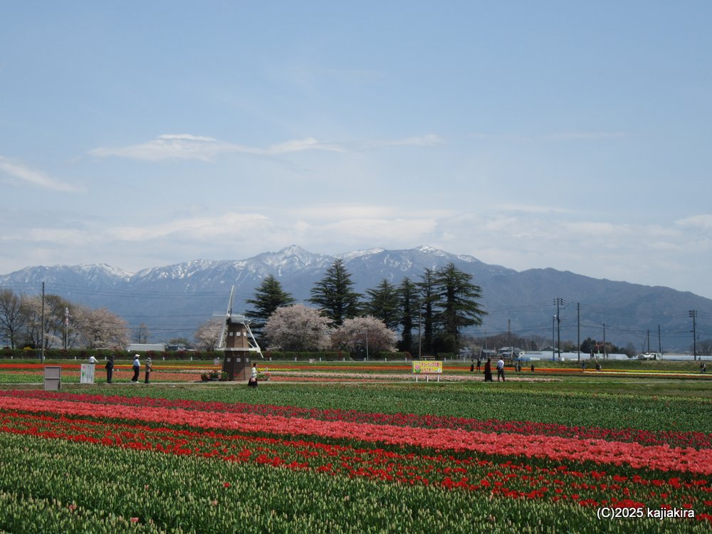 五泉市チューリップまつりと「五泉八幡宮」参拝 2025(4/17)