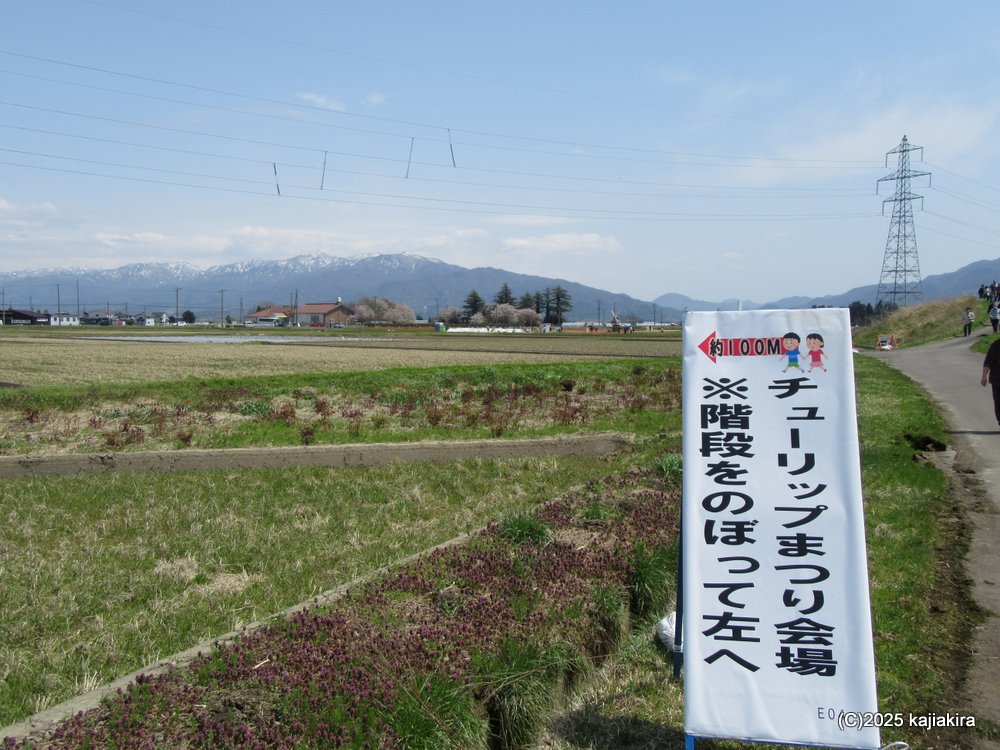 五泉市チューリップまつりと「五泉八幡宮」参拝 2025(4/17)