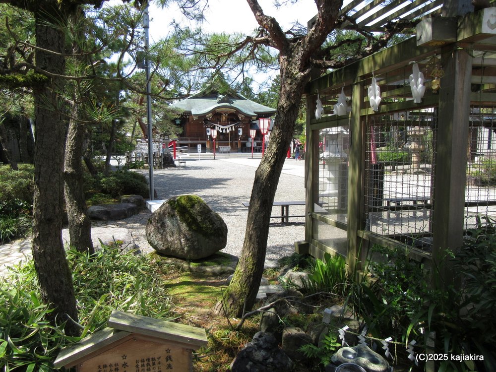 五泉市チューリップまつりと「五泉八幡宮」参拝 2025(4/17)