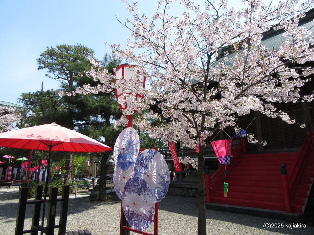 五泉市チューリップまつりと「五泉八幡宮」参拝 2025(4/17)