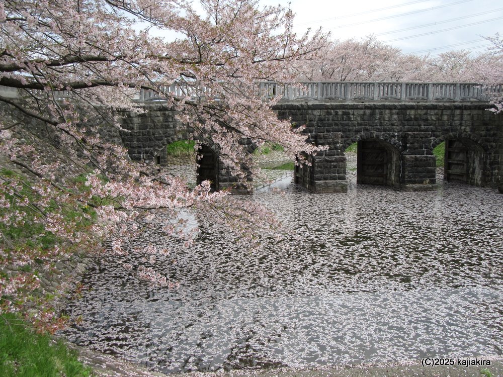 新発田市「加治川堤防」と「加治川治水記念公園」散り始めの桜 2025(4/18)